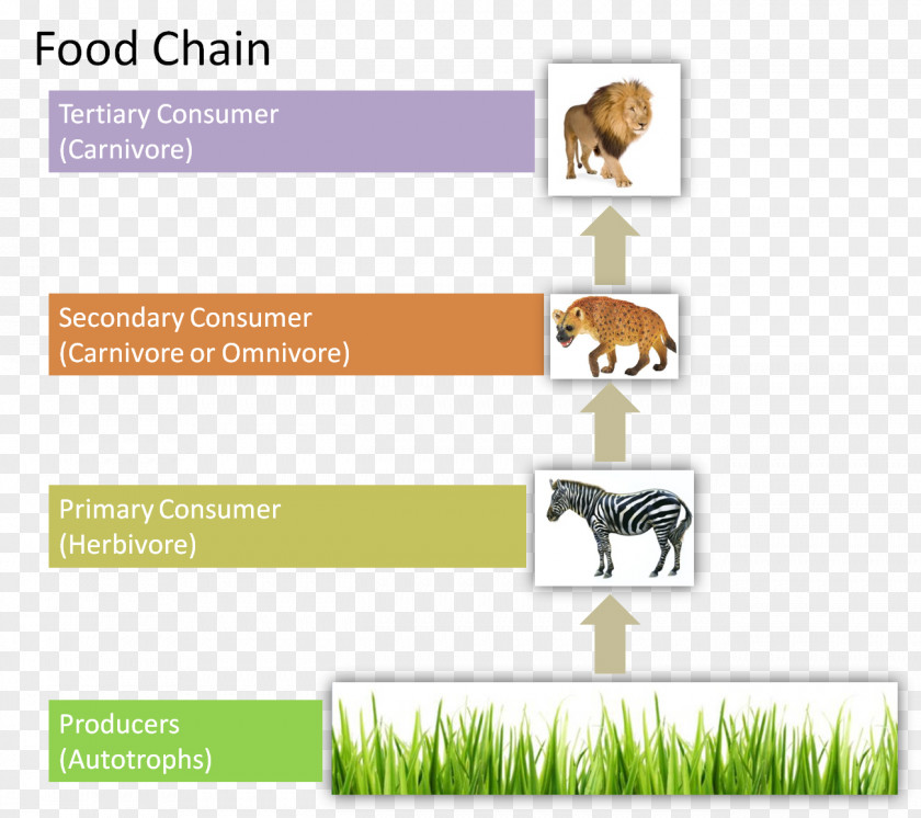 Chain Food Organism Energy Flow Web Ecology PNG