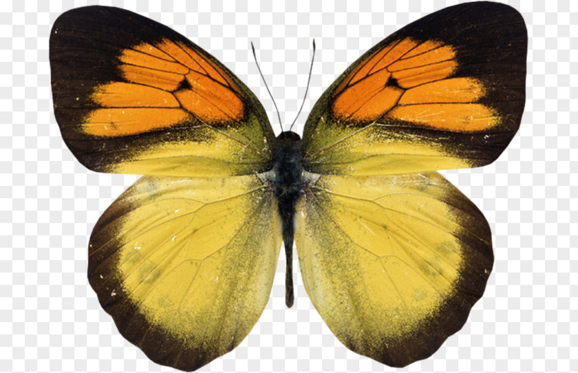 Flight Of The Butterflies Натяжна стеля Paper Ceiling Photography PNG