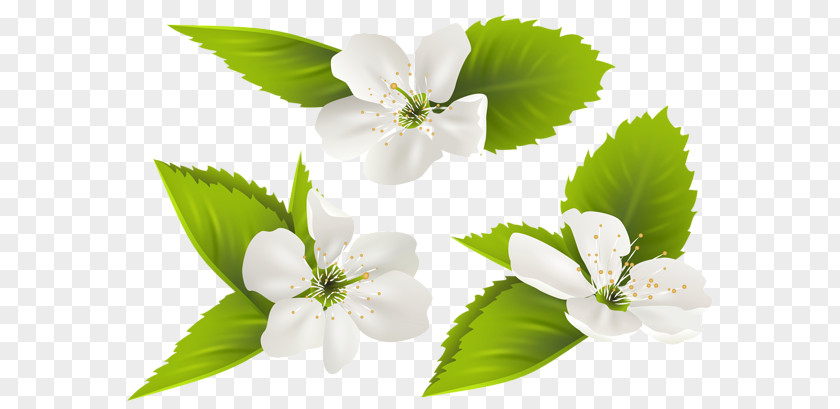 Flower Blossom Clip Art PNG