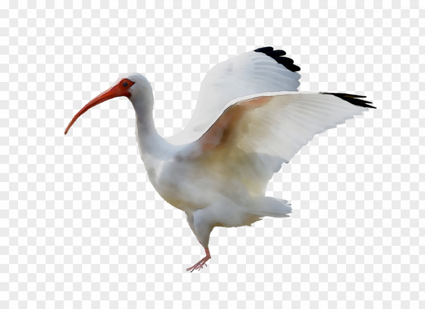 Ibis Water Bird Beak Neck PNG