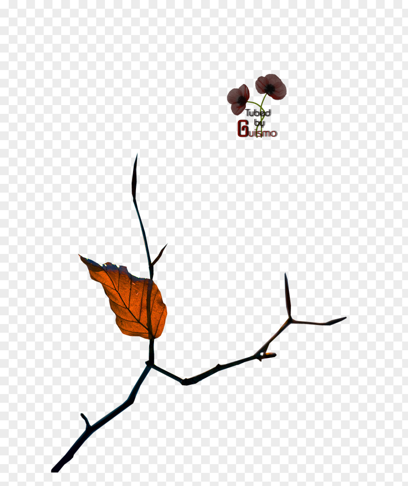 Insect Twig Plant Stem Leaf Clip Art PNG