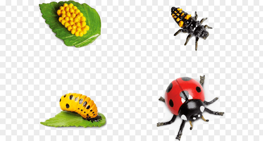 Larva Tuba Western Honey Bee Beetle Butterfly Life Cycle PNG