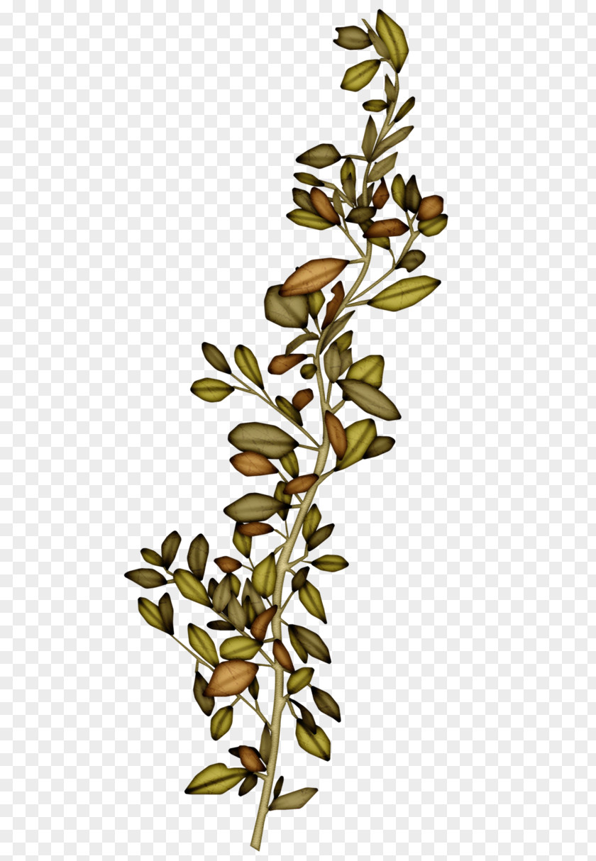 Leaf Twig Plant PNG