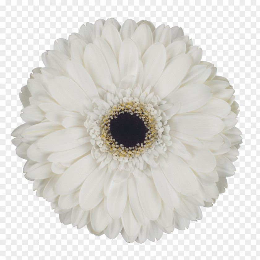 Eskimo Transvaal Daisy Cut Flowers Petal PNG