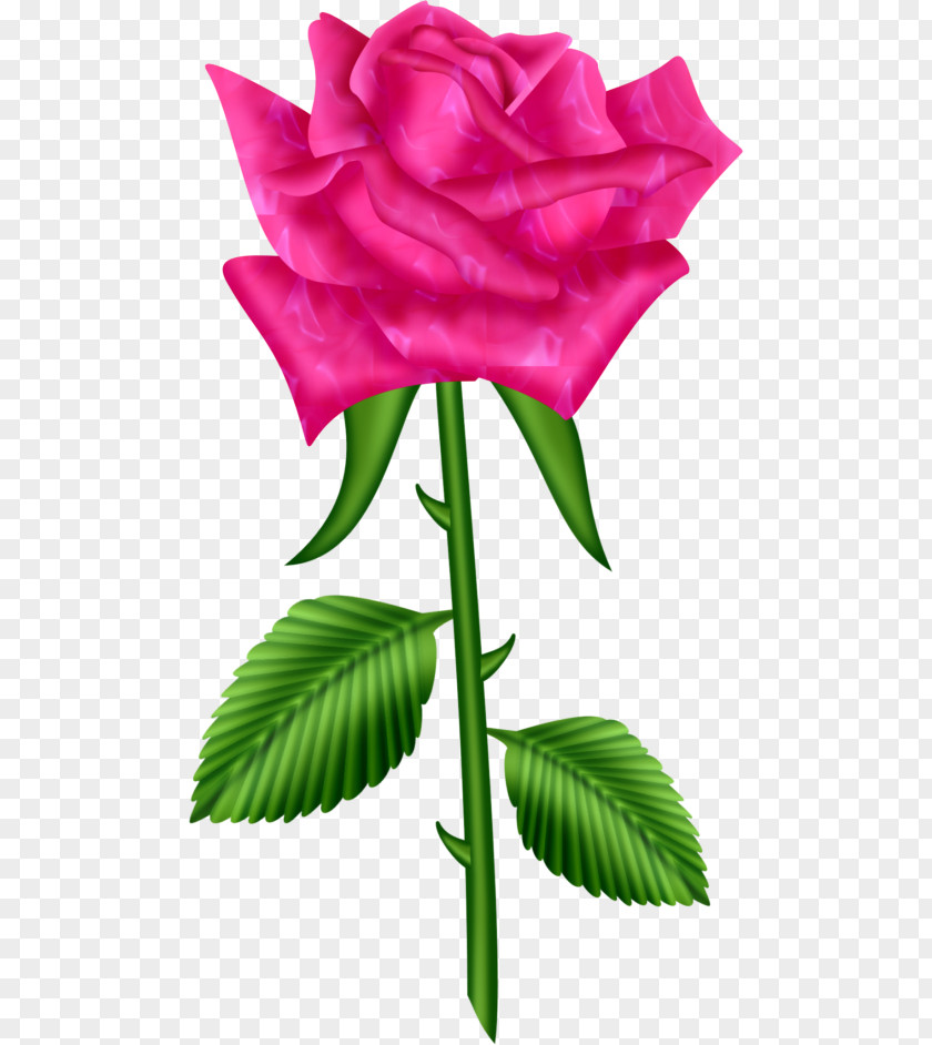 Floribunda Garden Roses Clip Art Image Tea Rose PNG