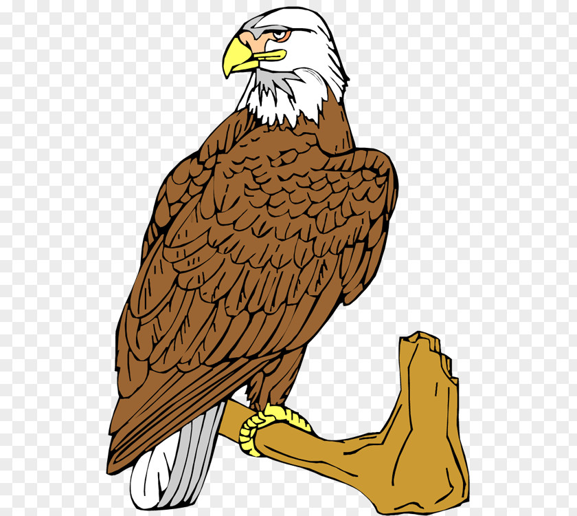 Golden Feathers Bald Eagle Bird Of Prey Clip Art PNG