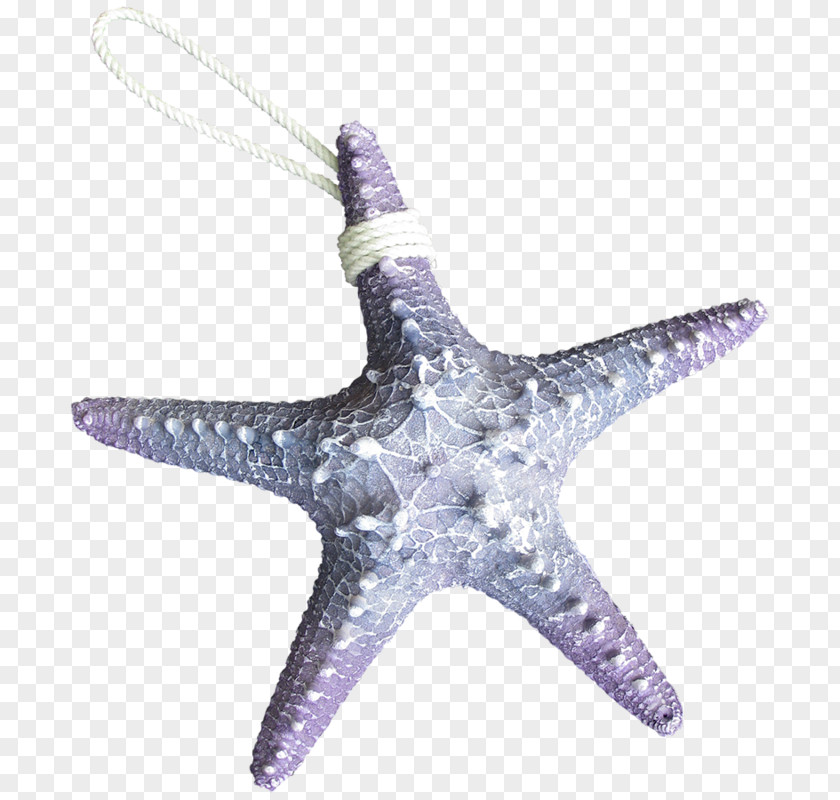 Starfish Animal Shark Octopus Sea PNG