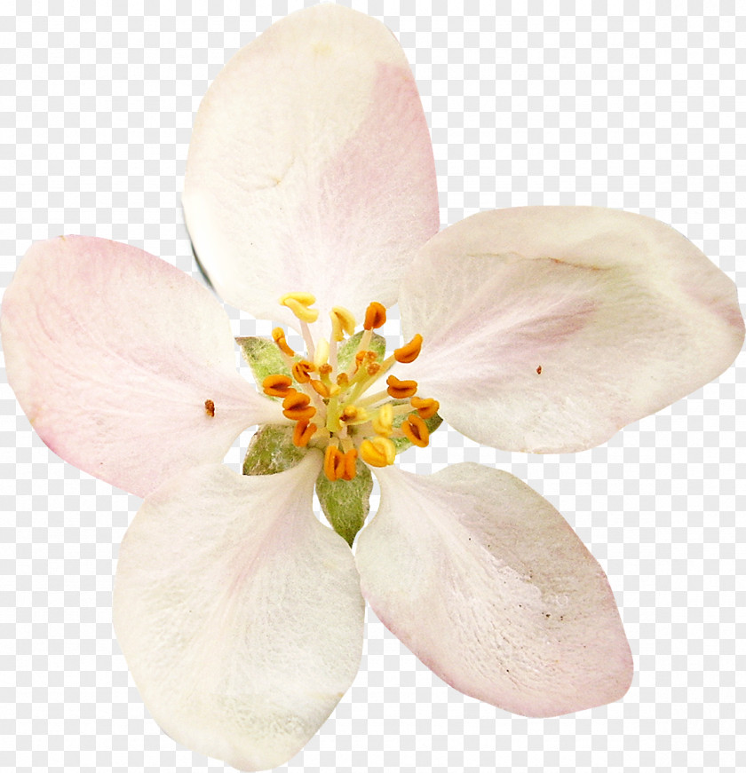 Watercolor White Flower Vecteur Clip Art PNG