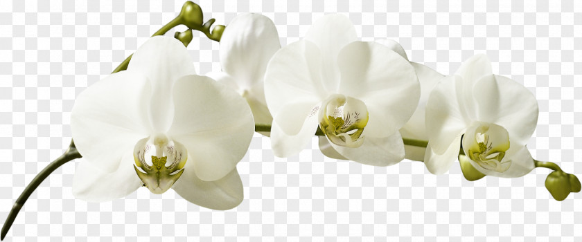 Orchid Orchids White Photography Flower PNG