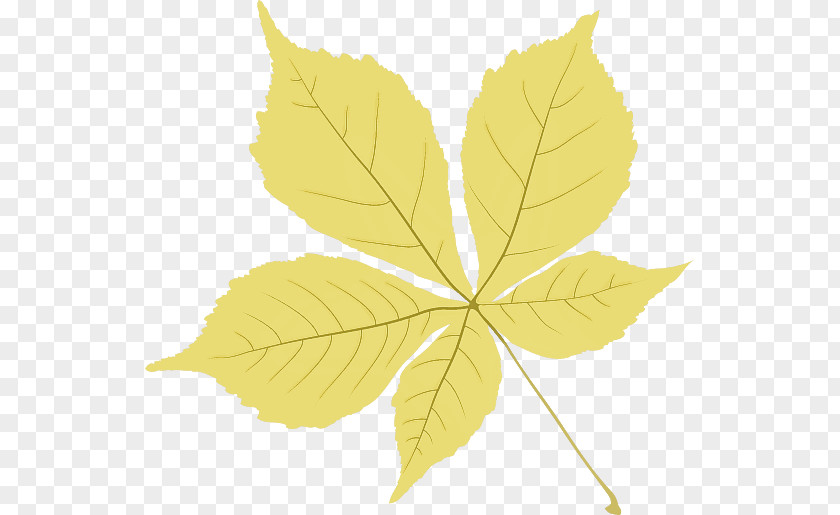 Plant Stem Leaf Twig Tree Maple / M PNG