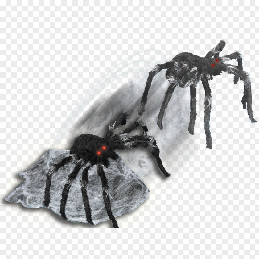Webbed Jumping Spider Animation YouTube PNG