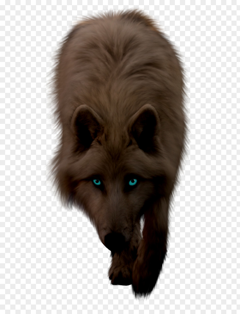 Wolf Gray Drawing Demon Photography PNG