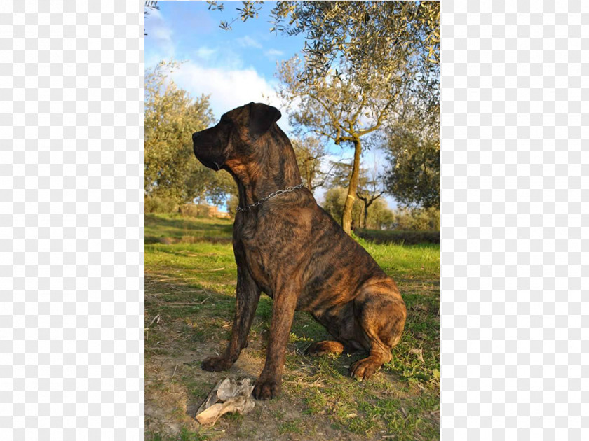 Cane Corso Tosa Fila Brasileiro Boerboel Broholmer Cimarrón Uruguayo PNG