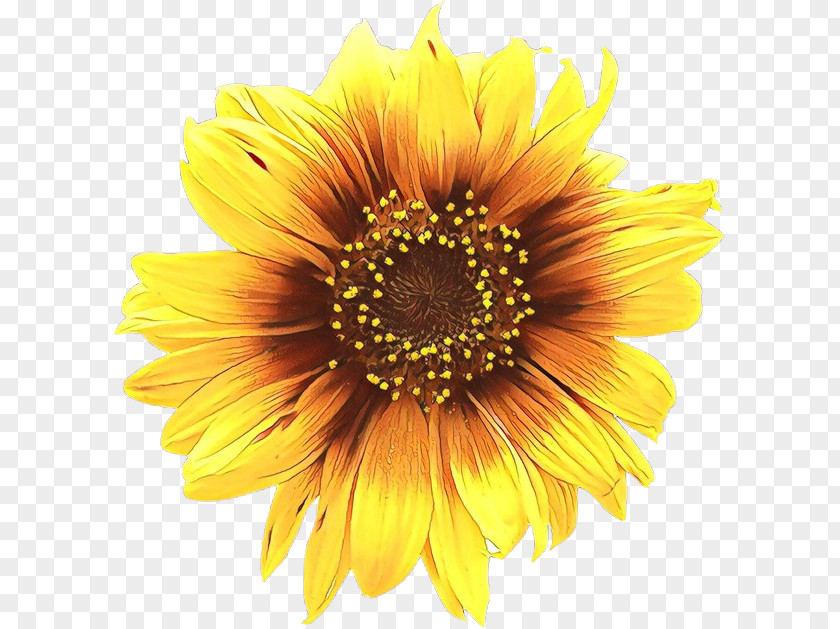 Clip Art Illustration Royalty-free Common Sunflower PNG