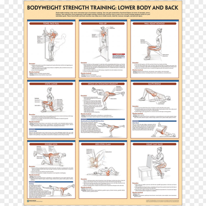 Fitness Poster Muskel- Guide. Gezieltes Krafttraining. Anatomie Bodyweight Strength Training Anatomy Exercise PNG