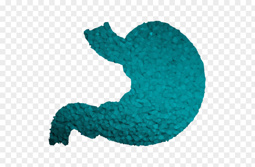 Organism Wool Turquoise PNG