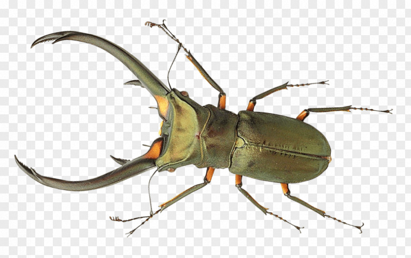 Beetle True Bugs Transparency Image PNG