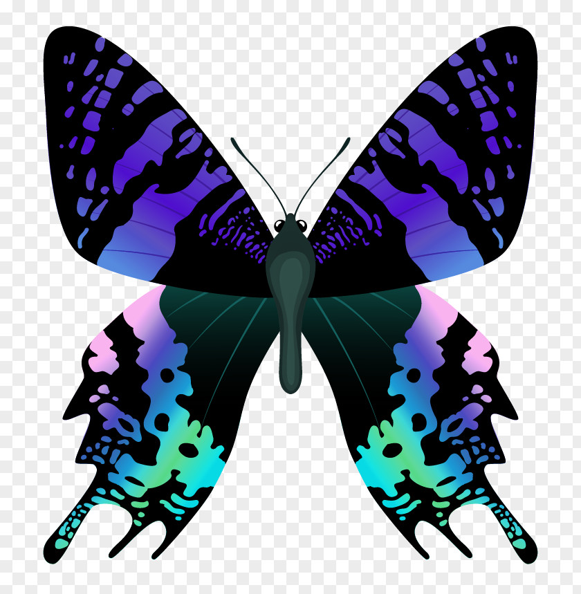 Butterfly Clipart Image Nymphalidae Papilio Protenor Bianor Chrysiridia Rhipheus PNG