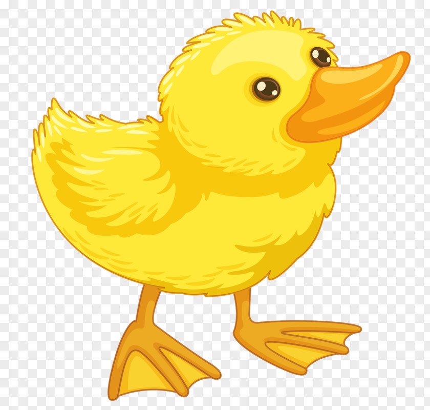 Cute Little Yellow Duck Drawing Clip Art PNG