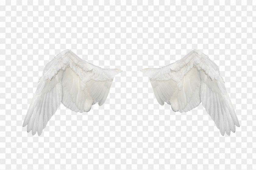 Feather Neck PNG