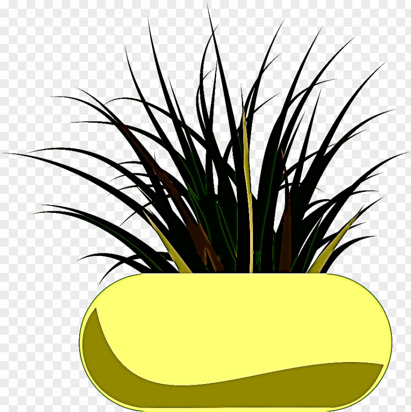 Flower Grass Family Plant Houseplant Yellow Flowerpot PNG