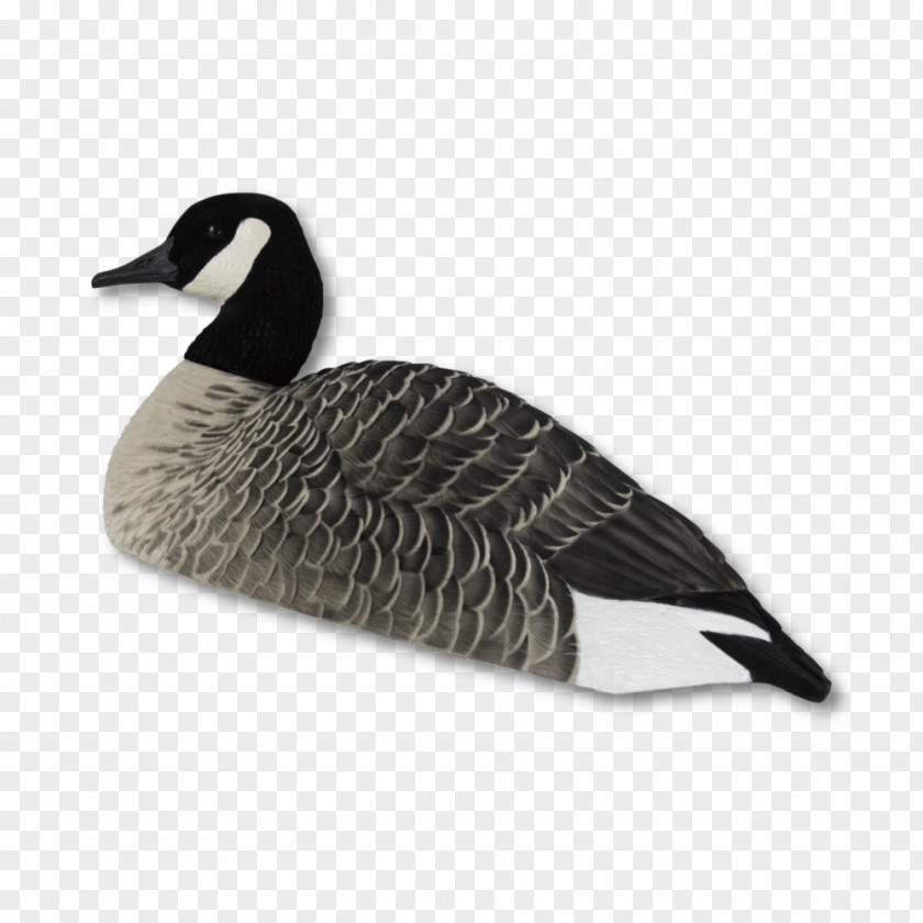 Goose Canada Duck Greylag PNG