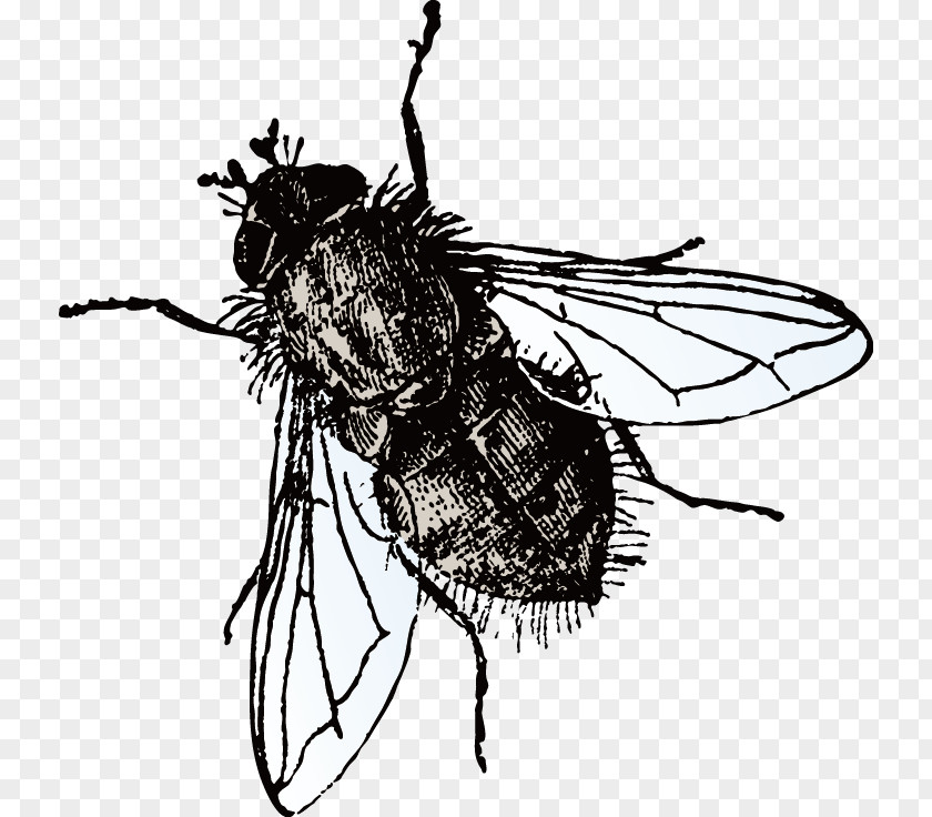 Insect Flies Microsoft PowerPoint Fly Template Presentation Slide PNG