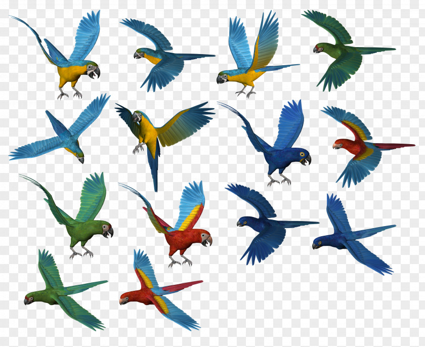 Parrot Images, Free Download Bird PNG