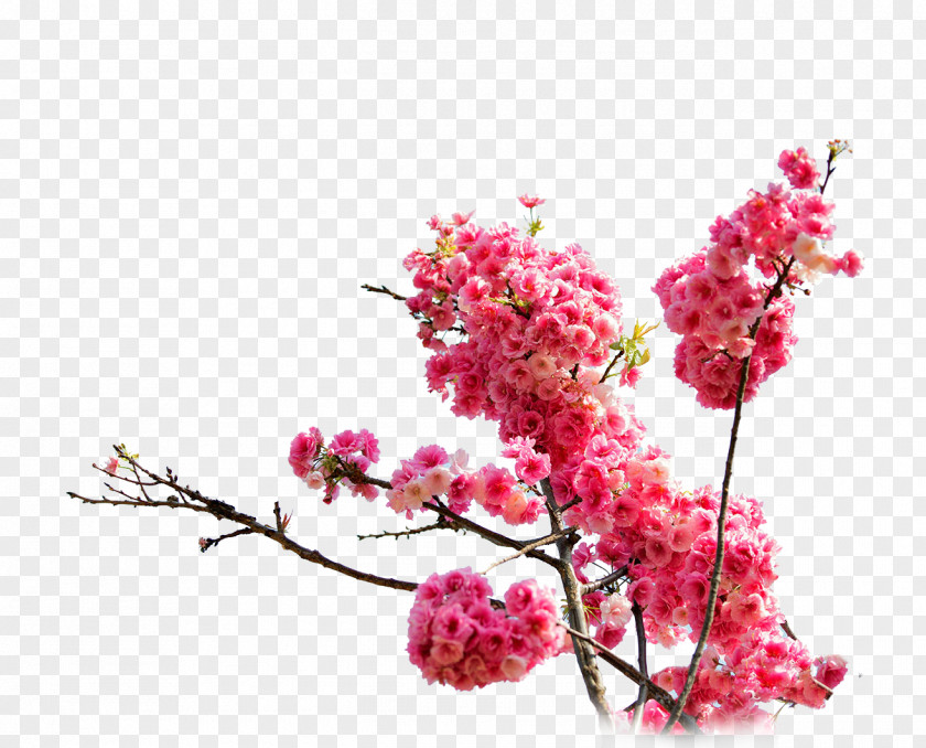 Pink Cherry Blossoms Blossom Cerasus Drawing PNG
