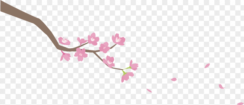 Plant Stem Petal Cherry Blossom PNG