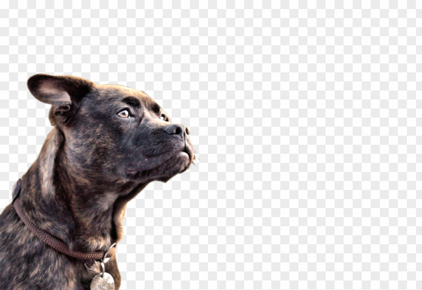 Puppy Dog Breed Cane Corso Scottish Terrier West Highland White PNG