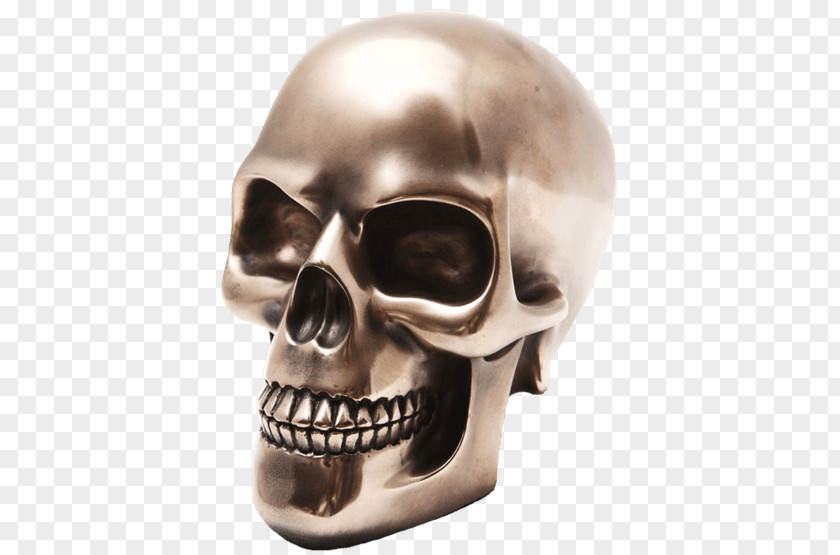 Skull Viking Human Skeleton Head Orbit PNG