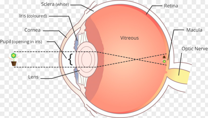 Eye Retinal Scan Human Fibrous Tunic Of Eyeball PNG