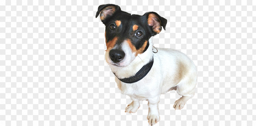 Miniature Fox Terrier Dog Breed Rat Jack Russell Companion PNG