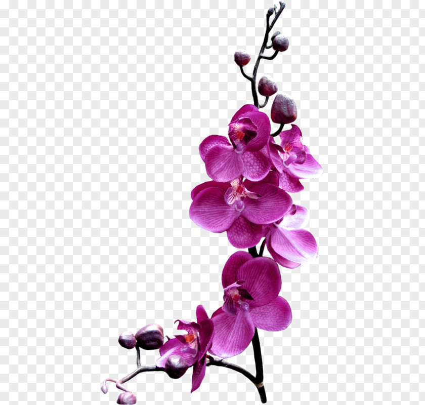 Purple Butterfly Flower Orchids Stock.xchng Clip Art PNG