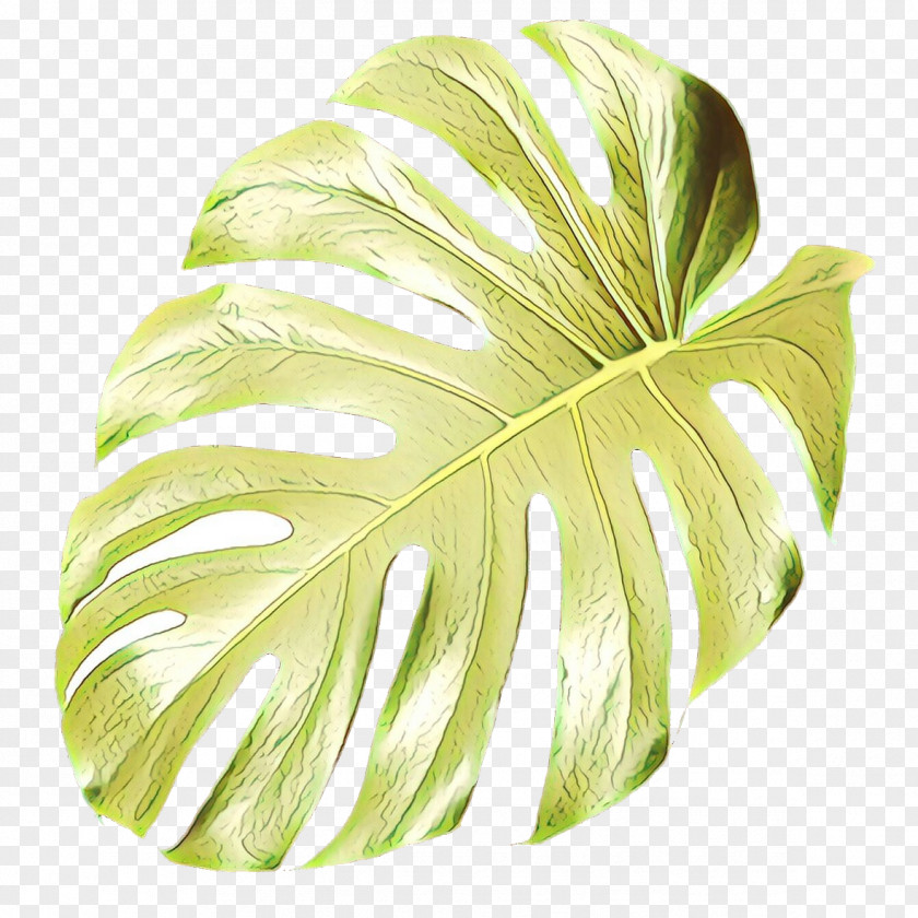 Swiss Cheese Plant Leaf Plants Houseplant PNG