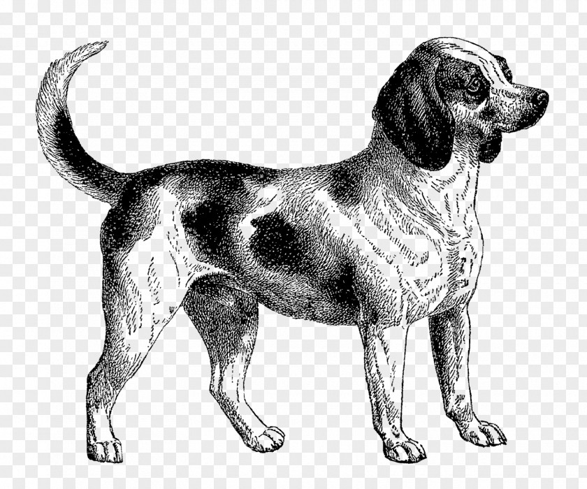 The Black Dog Beagle Dalmatian English Mastiff Clip Art PNG