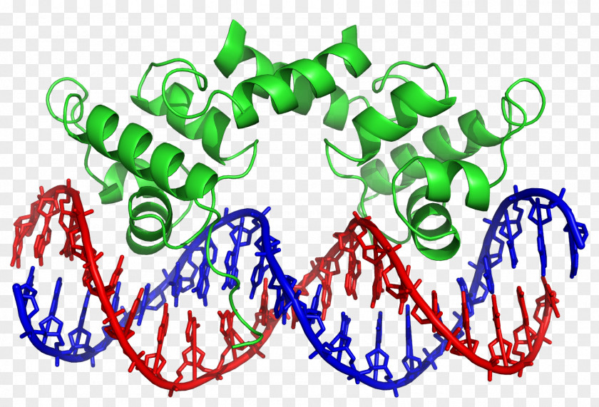 Transcription Factor DNA-binding Domain Protein PNG