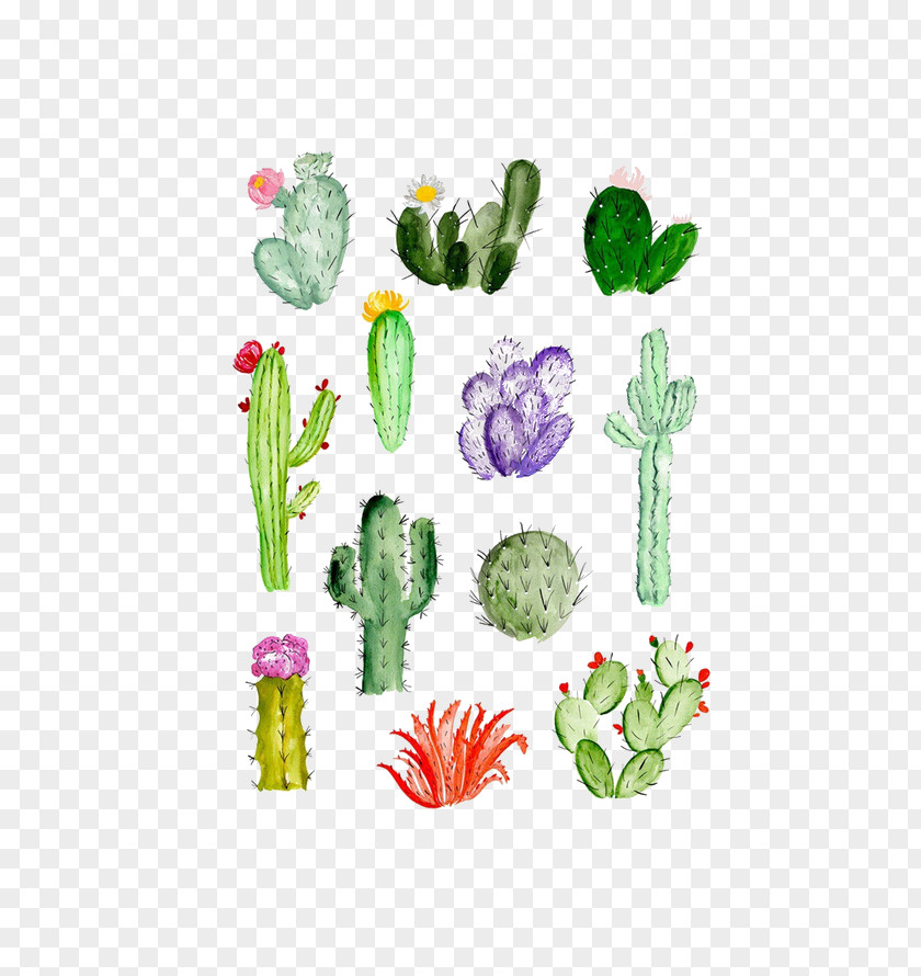 Cactus Cactaceae Drawing Watercolor Painting Succulent Plant PNG