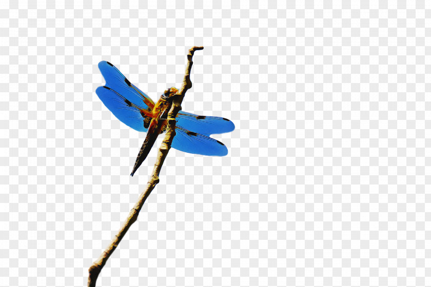 Dragonfly Insect Cell Membrane Butterflies Ant PNG