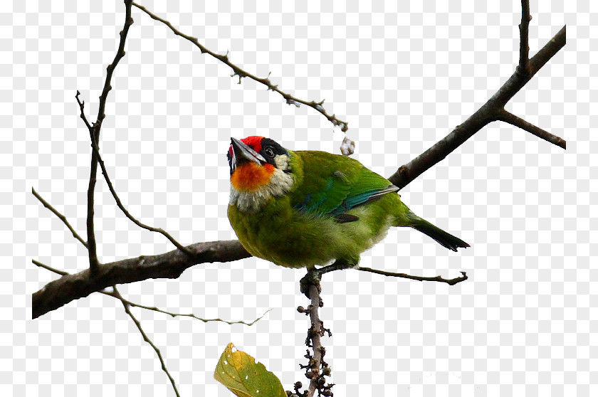 Golden Monkey Intends Woodpecker Bird Golden-throated Barbet Megalaima PNG