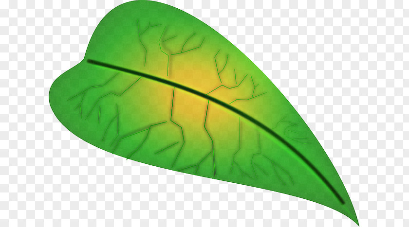 Leaf Green Plant Structure Science Biology PNG