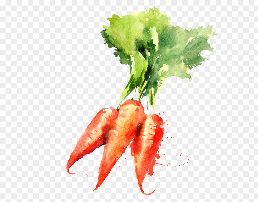 Painted Carrot Watercolor Painting Vegetable Drawing PNG