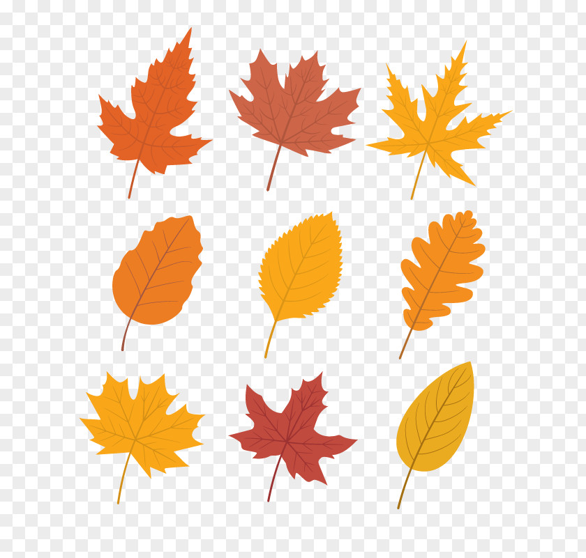 Vector Autumn Maple Leaf Color PNG