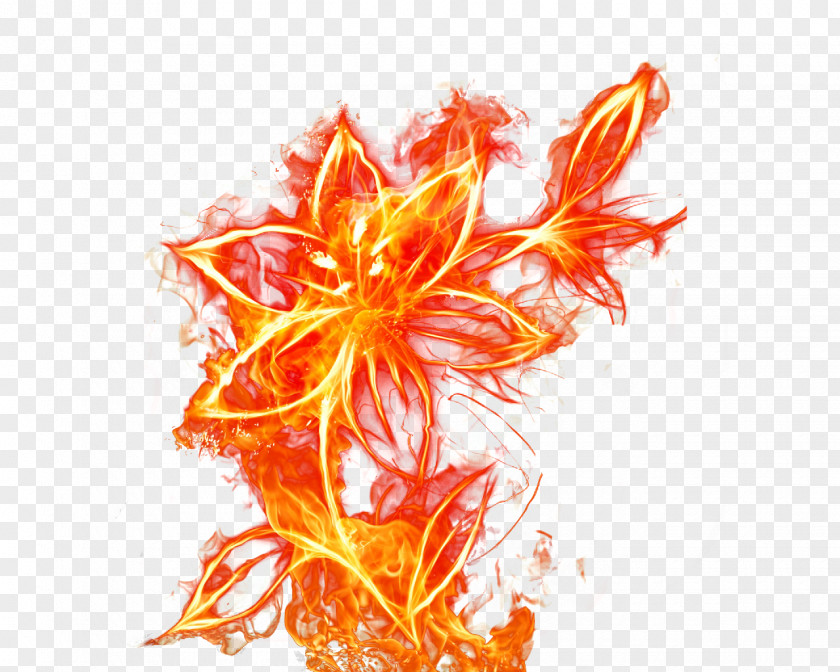Flame Flower Material Fire PNG