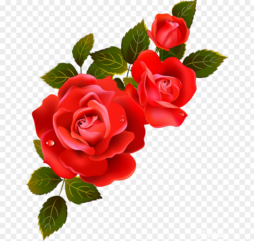 FLORAL FRAMES Garden Roses Information Flower Clip Art PNG