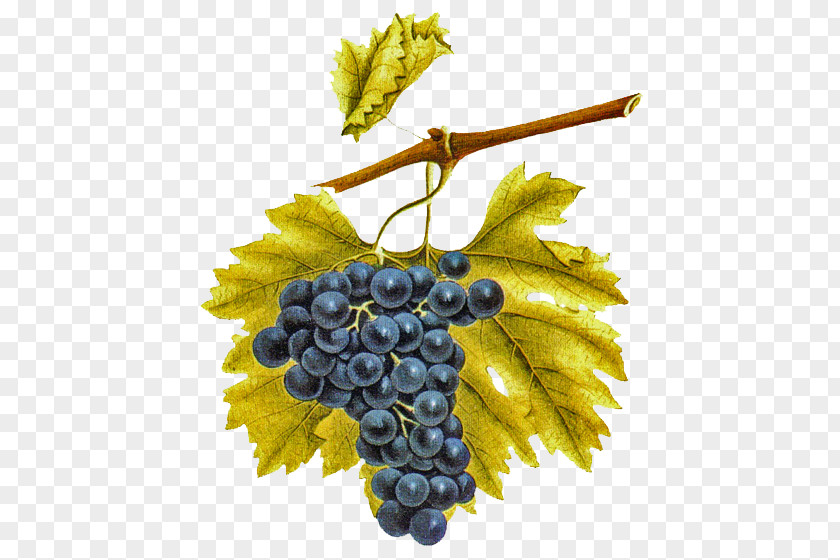 Grape Common Vine Eau De Vie Vigne Emparrado PNG
