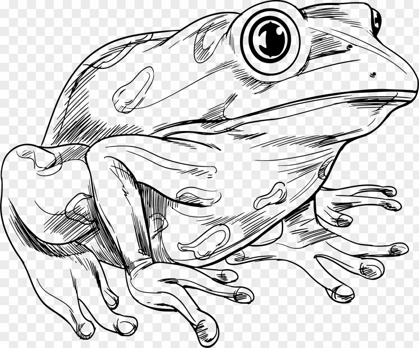 Hand-painted Lines Frogs Frog Royalty-free Clip Art PNG