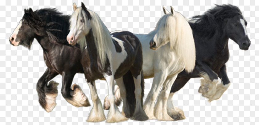 Mustang Gypsy Horse Stallion Konik Cob PNG