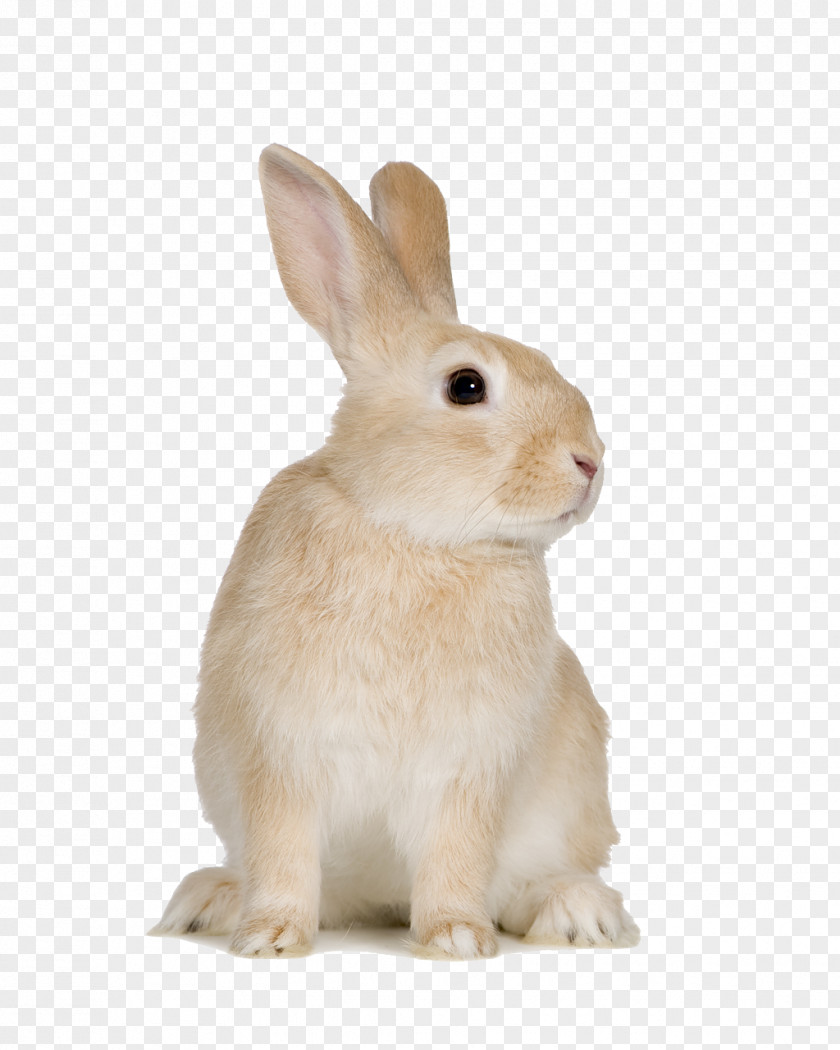 Rabbit Domestic Cat Hare PNG